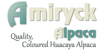 Amiryck Alpaca