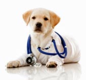 Woodland Veterinary Centre