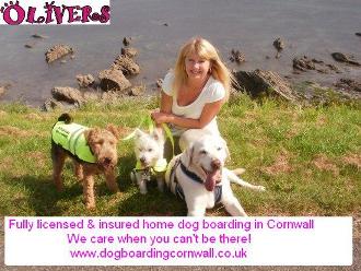 Olivers Dog Boarding In Cornwall