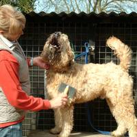 Delvallie Boarding Kennels